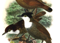 Hoffmann's Woodpecker