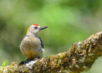 Hoffmann's woodpecker
