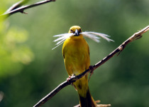 Holub's Golden Weaver