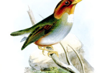 Hooded Antpitta
