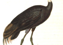Hooded Crane
