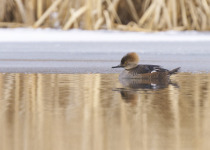 Hooded Merganser