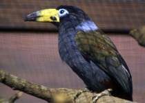 Hooded Mountain-Toucan