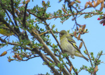 Hooded Siskin
