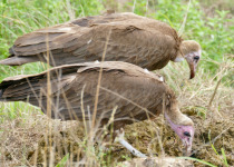 Hooded Vulture