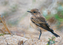 Hooded Wheatear