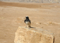 Hooded Wheatear