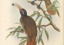 Hook-billed Kingfisher