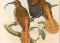 Hook-billed Kingfisher