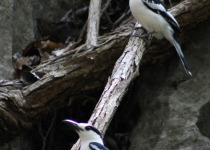 Hook-billed Vanga