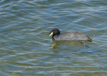 Horned Coot