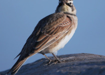 Horned Lark