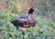 Horned Screamer