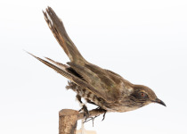 Horsfield's Bronze Cuckoo