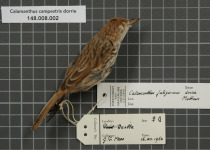 Horsfield's Bushlark