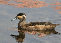 Hottentot Teal