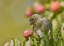 House Finch