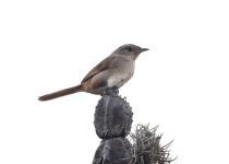 Huancavelica Canastero