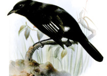 Hudson's Black-Tyrant