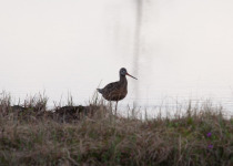 Hudsonian Godwit