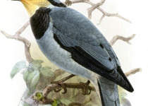 Huia