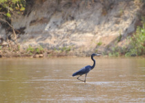 Humblot's Heron