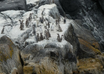 Humboldt penguin