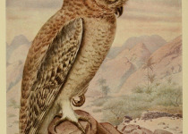 Hume's Owl