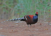 Hume's Pheasant