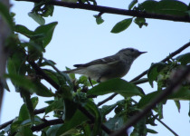 Hume's warbler