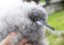 Hutton's shearwater