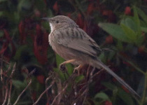 Hutton's Vireo