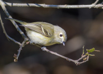 Hutton's Vireo