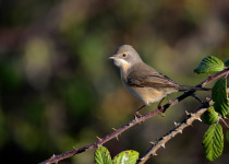 Iberian Chiffchaff