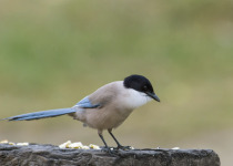 Iberian Magpie