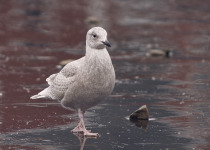 Iceland Gull