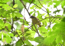 Icterine Greenbul