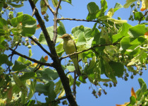 Icterine Warbler