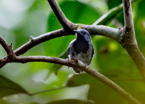 Ihering's antwren
