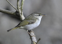 Ijima's Leaf Warbler