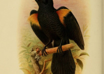 Imthurn's Oriole
