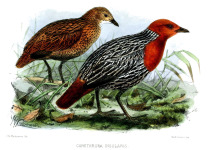 Inaccessible Island Rail