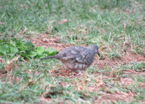 Inca Dove