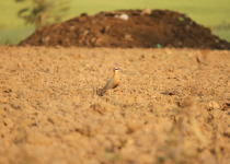 Indian Courser