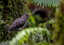 Indian Cuckoo