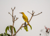 Indian Golden Oriole