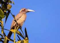 Indian Grey Hornbill