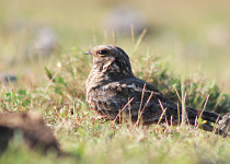 Indian Jungle Nightjar