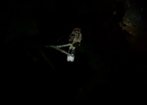 Indian Jungle Nightjar