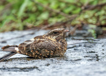 Indian Nightjar